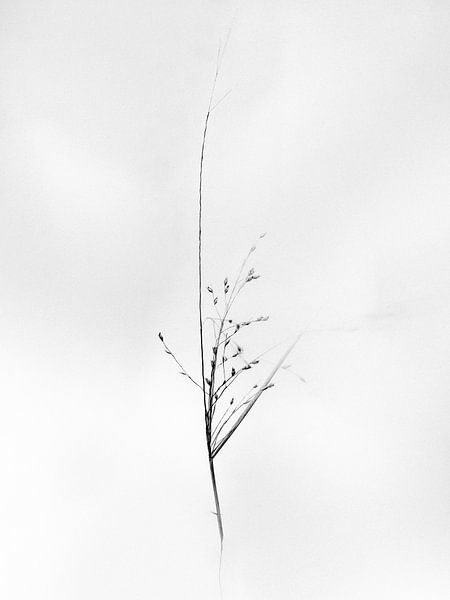 Amid the Flowers 18 by Teis Albers