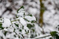 besneeuwde bladeren