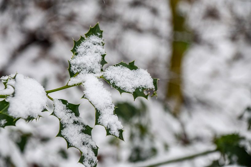 besneeuwde bladeren par victor truyts
