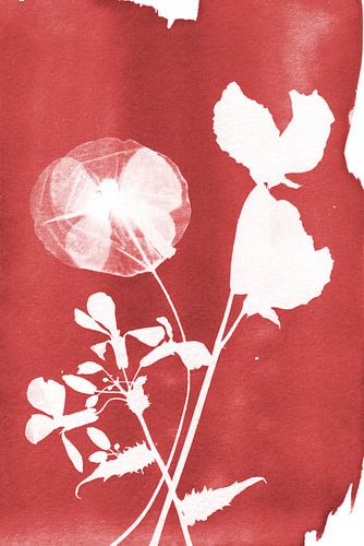 Rode Bloemen