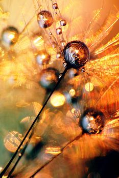 Paardenbloem Dauwdruppels 