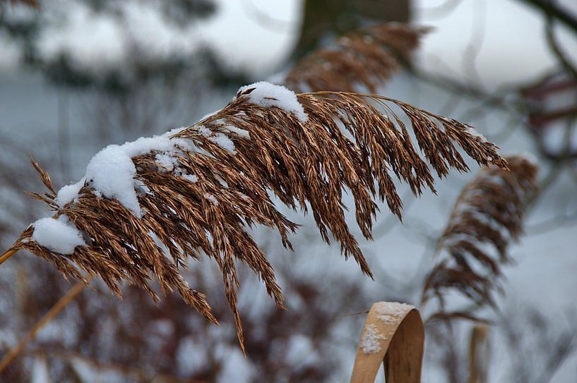 Sneeuw Stilleven van Edgar Schermaul