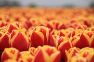 Dutch Tulips van Marcel van Rijn thumbnail