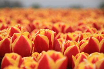 Dutch Tulips van Marcel van Rijn