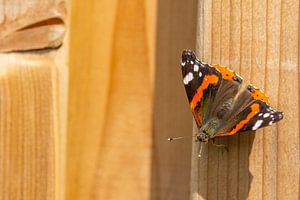 Atalanta-Schmetterling von Alida Stam-Honders