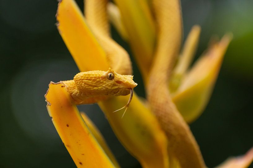 Yellow eyelash palm pitviper in Costa Rica van Mirjam Welleweerd