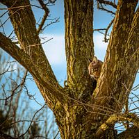 Kat in de boom