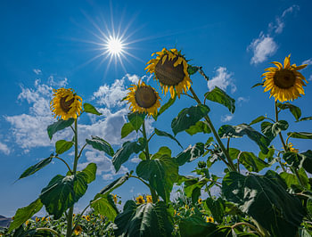 Sonnige Sonnenblumen