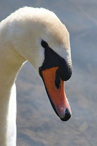 Cygne muet