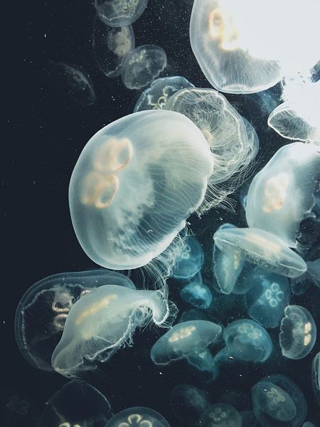 Under the Sea by Hello Pompoyo