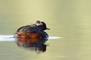 Black-necked Grebe / Eared Grebe ( Podiceps nigricollis ) carrying a chick on its back, wonderful fi