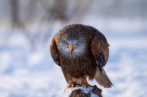 Cerf-volant rouge