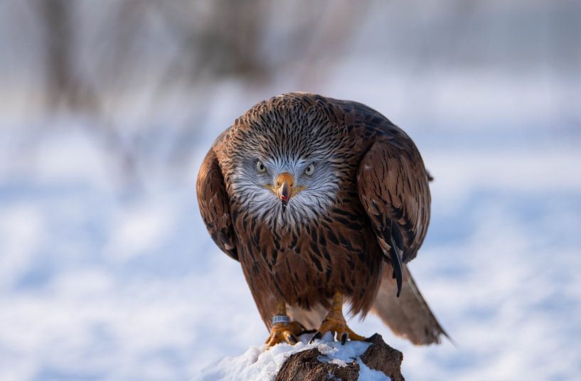 Red Kite by John de Vent