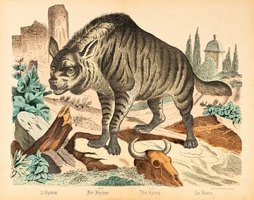 Zeer oude illustratie van een Hyena van Studio Wunderkammer