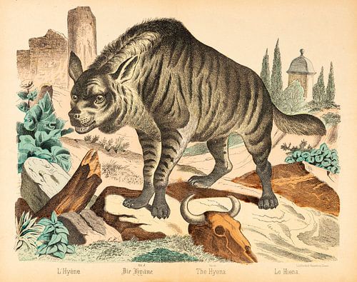 Very old illustration of a Hyena