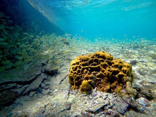 Koraal nabij scheepswrak