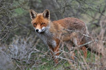 Fox in the Amsterdam Water Supply Dunes by Lex van Doorn