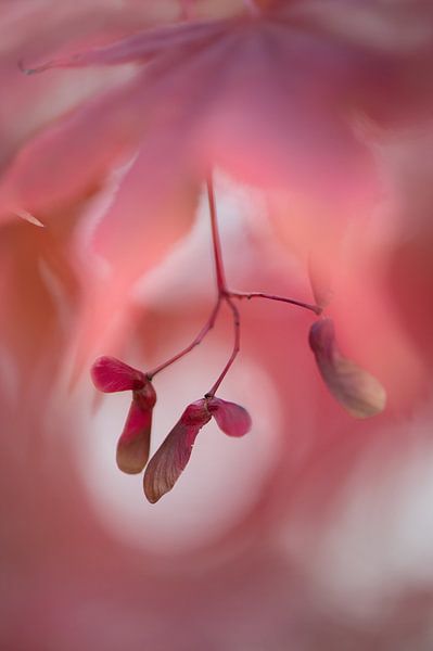 Japanese maple by gj heinhuis