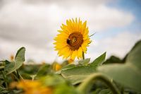 Sonnenblumen in Frankreich mit glücklichen Hummeln