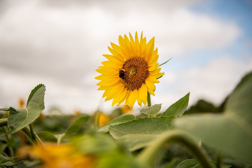 Sunflowers in France with happy bumblebees by Wendy de Jong