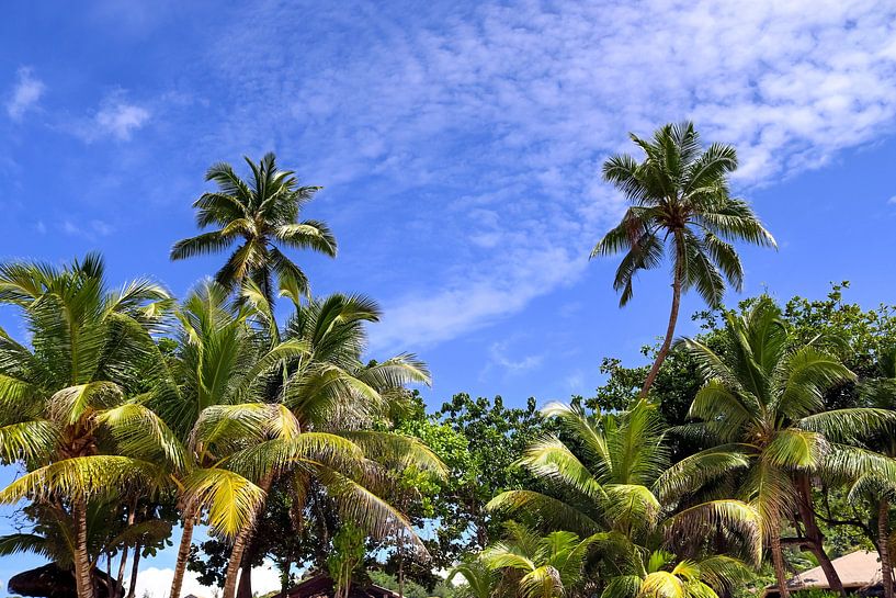 Palm trees on tropical beaches in Seychelles by MPfoto71