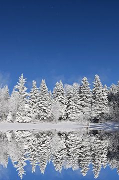 Een besneeuwd bos na de storm van Claude Laprise