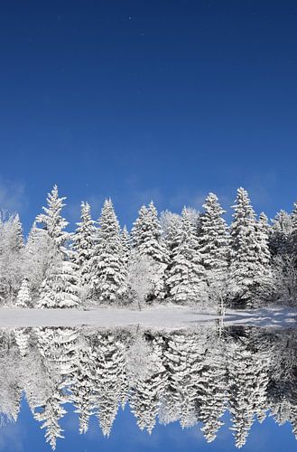Een besneeuwd bos na de storm