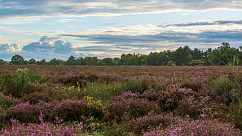 La lande sud