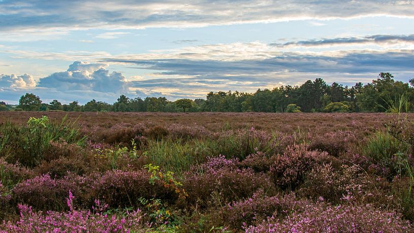 The South Heath by Peter Veerman