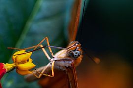 Close up of large butterfly on a flower by Daniel Pahmeier