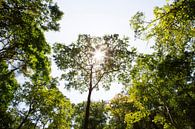Bomen op Lombok Indonesië van Willem Vernes thumbnail