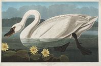 Fluitzwaan - Teylers Edition -  Birds of America, John James Audubon van Teylers Museum thumbnail