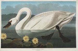 Tundra Swan - Teylers Edition -  Birds of America, John James Audubon sur Teylers Museum
