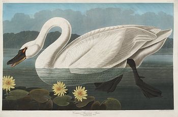 Tundra Swan - Teylers Edition -  Birds of America, John James Audubon