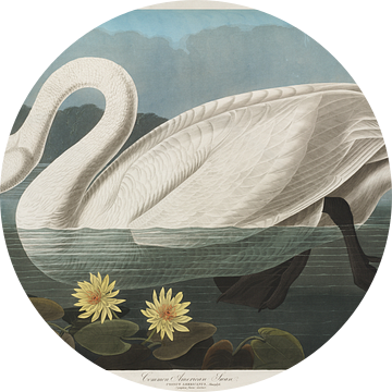 Fluitzwaan - Teylers Edition -  Birds of America, John James Audubon van Teylers Museum