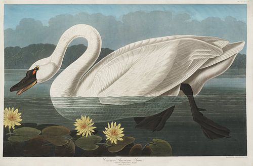 Fluitzwaan - Teylers Edition -  Birds of America, John James Audubon