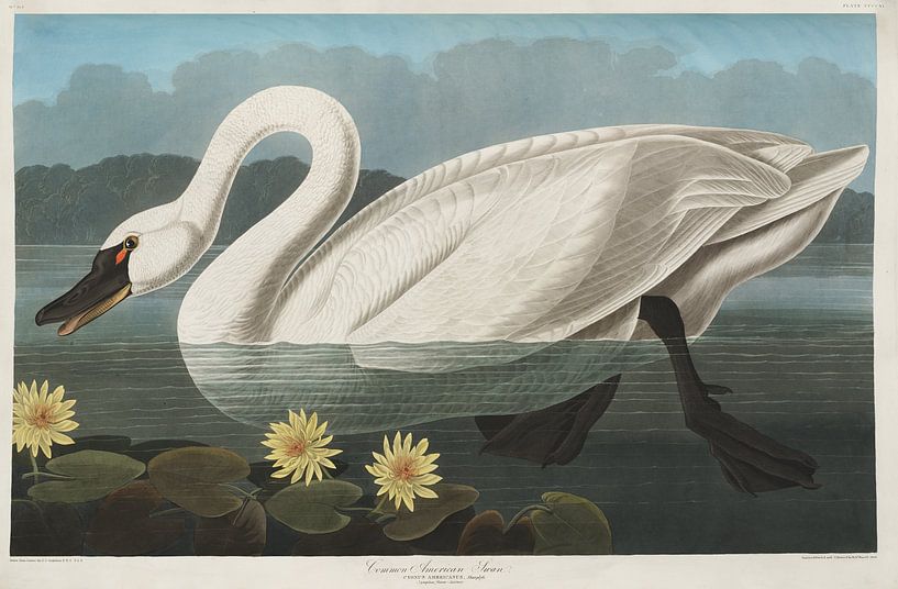 Tundra Swan - Teylers Edition -  Birds of America, John James Audubon par Teylers Museum