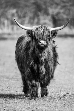 Majestueuze Rust Schotse Hooglander in het Veld van Femke Ketelaar