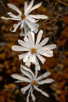 trio de fleurs de magnolia en fleur