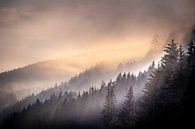 Brouillard matinal au Titisee dans la Forêt-Noire par Peschen Photography Aperçu