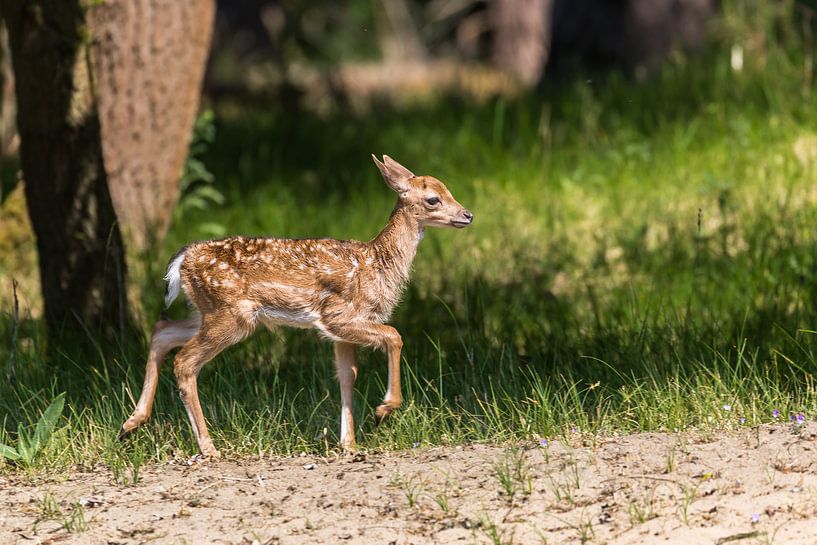Bambi, young fallow deer by Peter Leenen