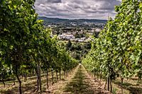 Weinberge in der Eifel