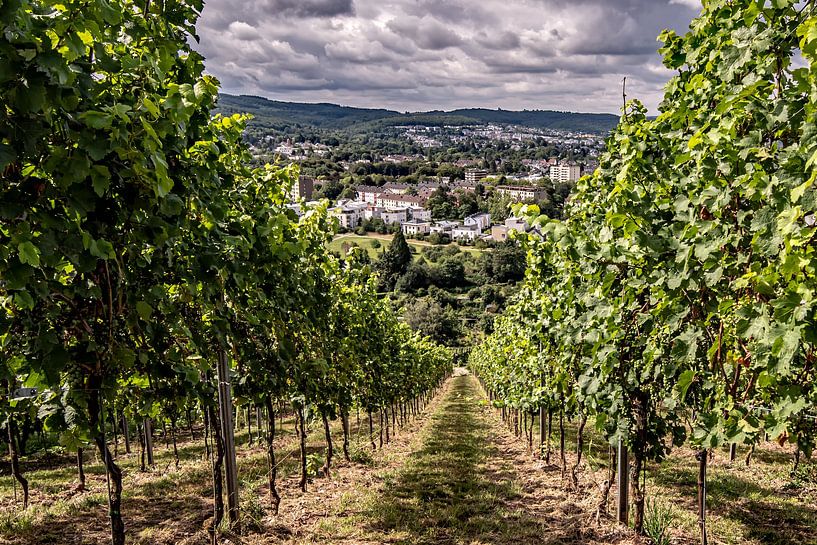 Weinberge in der Eifel von Thomas Riess