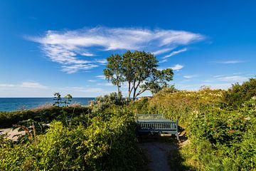 Baum und Sitzbank an der Küste der Ostsee in Ahrenshoop von Rico Ködder