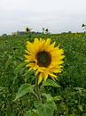 Sonnenblume von Andrea Meister Miniaturansicht