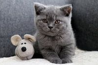 Danou the little cat with the mouse