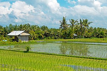Rijsvelden op het platteland van Bali in Indonesie van Eye on You