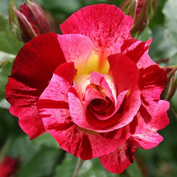 Rose rose rouge rose