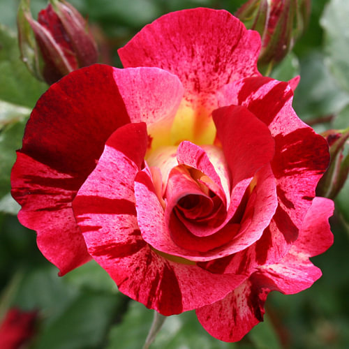 Pink and red Rose
