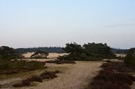 Op de grens van zand en heide van Gerard de Zwaan thumbnail